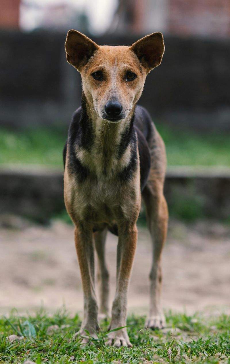 Benessere Sereno - Image 1